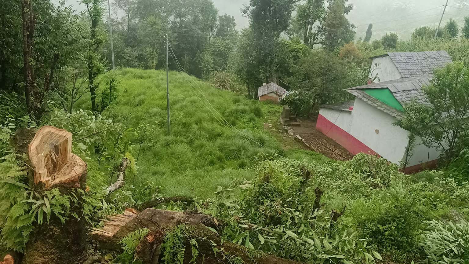 रुख बुट्यान हटाउन उपभोक्ताको अभियान, बिधुतिय नाङ्गो तारबाट हुने घटना हुनै नदिने अभियन्ताको दाबी